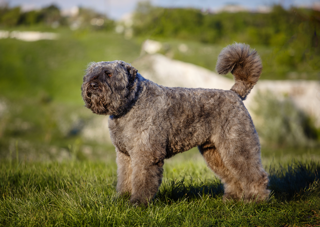 #36. Bouvier des Flandres (tie)